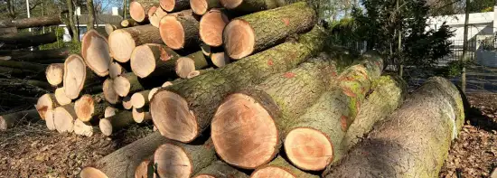 images/0000nieuws/2022/5-3-best-bomen-rooien/verwijderen-van-bomen-in-best-eindhoven-550x197-db7