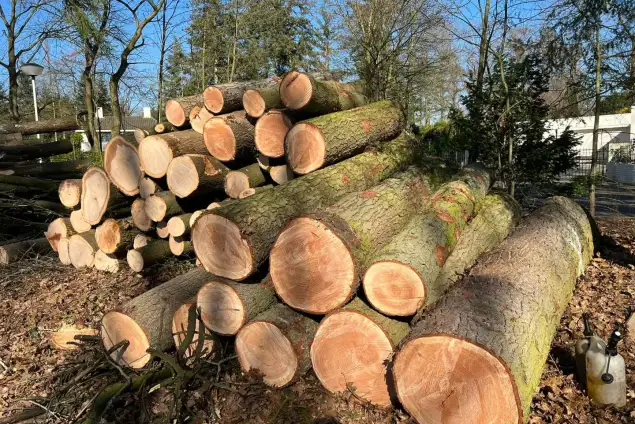 images/0000nieuws/2022/5-3-best-bomen-rooien/verwijderen-van-bomen-in-best-eindhoven-635x424-f28