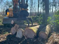 verwijderen van bomen in Best Eindhoven