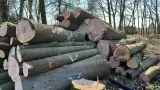 images/0000nieuws/2022/5-3-best-bomen-rooien/verwijderen-van-bomen-in-best-eindhoven-geldrop-160x90-8aa