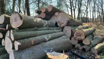 images/0000nieuws/2022/5-3-best-bomen-rooien/verwijderen-van-bomen-in-best-eindhoven-geldrop-210x119-cd2