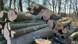 images/0000nieuws/2022/5-3-best-bomen-rooien/verwijderen-van-bomen-in-best-eindhoven-geldrop-257x145-862