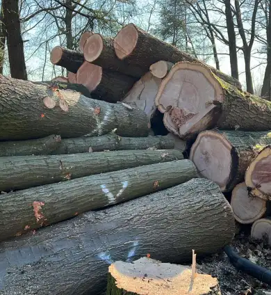 images/0000nieuws/2022/5-3-best-bomen-rooien/verwijderen-van-bomen-in-best-eindhoven-geldrop-390x424-434