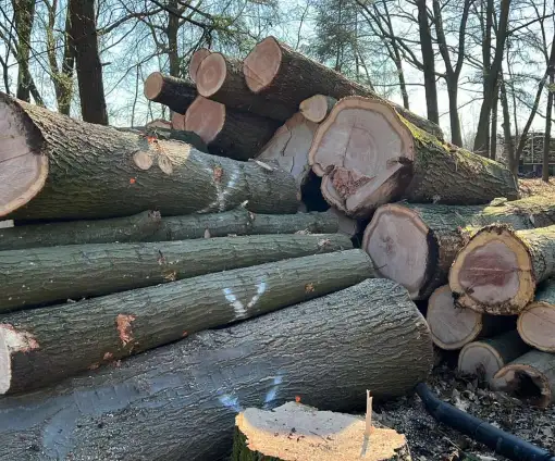images/0000nieuws/2022/5-3-best-bomen-rooien/verwijderen-van-bomen-in-best-eindhoven-geldrop-510x424-f26
