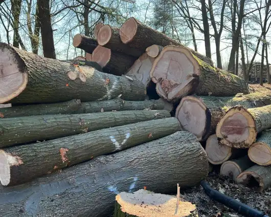 images/0000nieuws/2022/5-3-best-bomen-rooien/verwijderen-van-bomen-in-best-eindhoven-geldrop-530x424-557