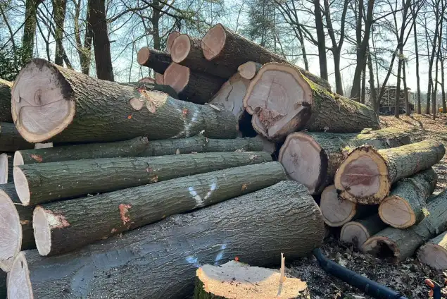 images/0000nieuws/2022/5-3-best-bomen-rooien/verwijderen-van-bomen-in-best-eindhoven-geldrop-635x424-85b