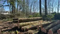 images/0000nieuws/2022/5-3-best-bomen-rooien/verwijderen-van-bomen-in-best-eindhoven-liempde-210x119-416