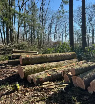 images/0000nieuws/2022/5-3-best-bomen-rooien/verwijderen-van-bomen-in-best-eindhoven-liempde-390x424-c45