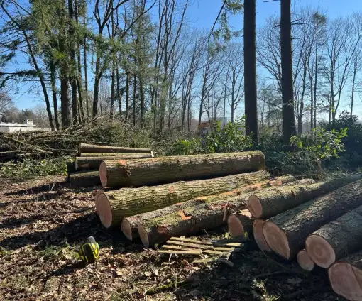 images/0000nieuws/2022/5-3-best-bomen-rooien/verwijderen-van-bomen-in-best-eindhoven-liempde-510x424-56f