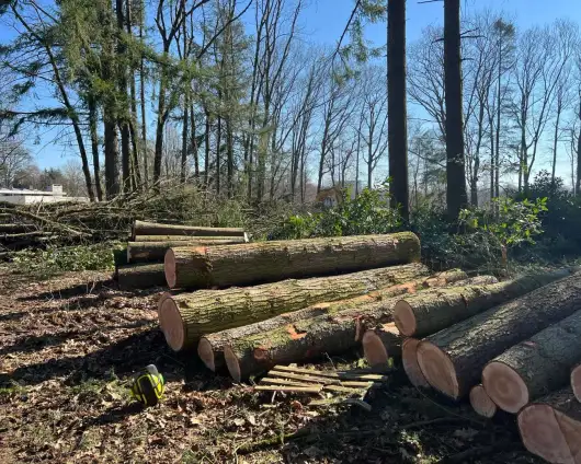 images/0000nieuws/2022/5-3-best-bomen-rooien/verwijderen-van-bomen-in-best-eindhoven-liempde-530x424-54a