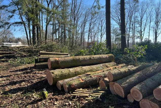 verwijderen van bomen in Best Eindhoven