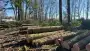 images/0000nieuws/2022/5-3-best-bomen-rooien/verwijderen-van-bomen-in-best-eindhoven-liempde-90x51-fd5