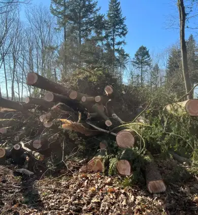 images/0000nieuws/2022/5-3-best-bomen-rooien/verwijderen-van-bomen-in-best-eindhoven-neunen-390x424-72d
