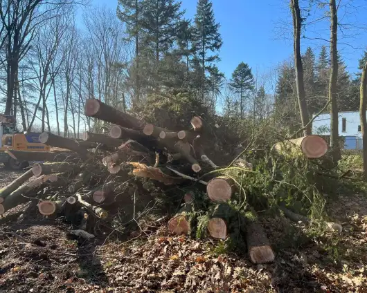 images/0000nieuws/2022/5-3-best-bomen-rooien/verwijderen-van-bomen-in-best-eindhoven-neunen-530x424-fc6