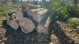 images/0000nieuws/2022/5-3-best-bomen-rooien/verwijderen-van-bomen-in-best-eindhoven-oisterwijk-257x145-a92