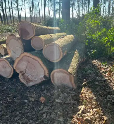 images/0000nieuws/2022/5-3-best-bomen-rooien/verwijderen-van-bomen-in-best-eindhoven-oisterwijk-390x424-77a