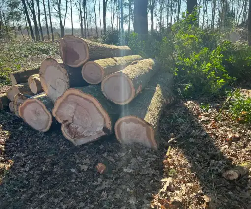 images/0000nieuws/2022/5-3-best-bomen-rooien/verwijderen-van-bomen-in-best-eindhoven-oisterwijk-510x424-c8a