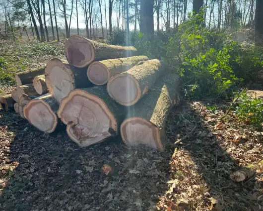 images/0000nieuws/2022/5-3-best-bomen-rooien/verwijderen-van-bomen-in-best-eindhoven-oisterwijk-530x424-68b