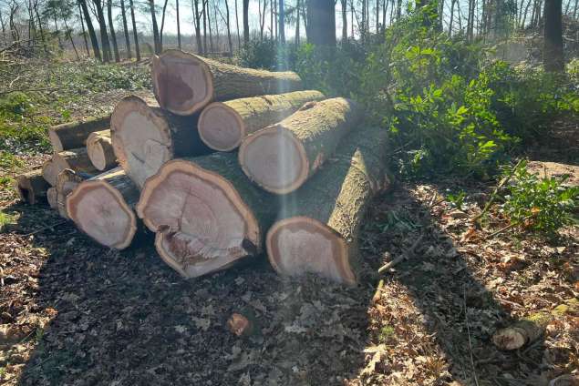 verwijderen van bomen in Best Eindhoven