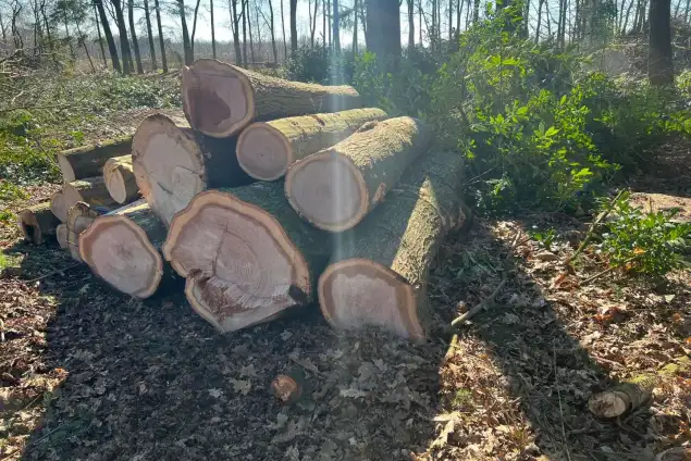 images/0000nieuws/2022/5-3-best-bomen-rooien/verwijderen-van-bomen-in-best-eindhoven-oisterwijk-635x424-2a3