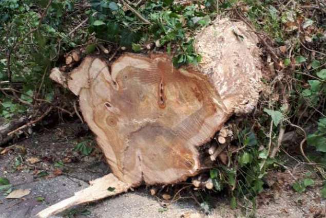 omgevallen boom opruimen door storm in Amsterdam