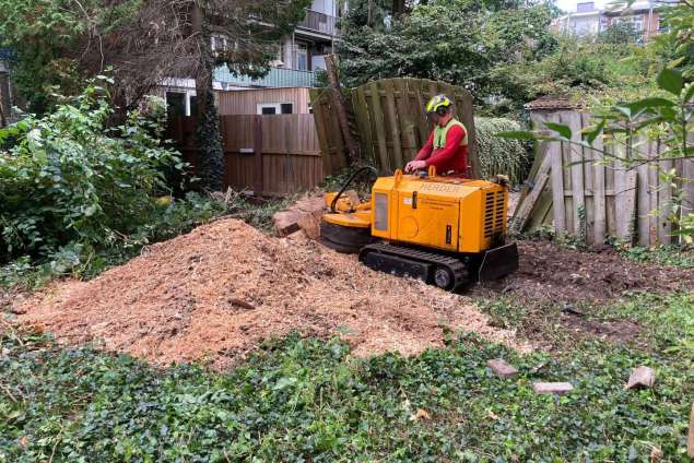 omgevallen boom opruimen door storm in Amsterdam