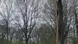 images/0000nieuws/2022/boomverwijderen-wierden/verwijderen-bomen-wierden-hoveniersbedrijf-160x90-ca2