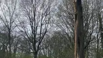 images/0000nieuws/2022/boomverwijderen-wierden/verwijderen-bomen-wierden-hoveniersbedrijf-210x119-4ef
