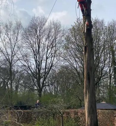 images/0000nieuws/2022/boomverwijderen-wierden/verwijderen-bomen-wierden-hoveniersbedrijf-390x424-e65