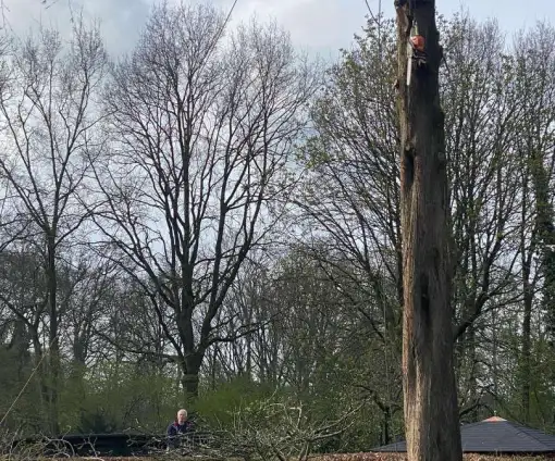 images/0000nieuws/2022/boomverwijderen-wierden/verwijderen-bomen-wierden-hoveniersbedrijf-510x424-7b9