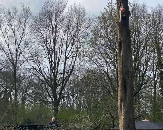 images/0000nieuws/2022/boomverwijderen-wierden/verwijderen-bomen-wierden-hoveniersbedrijf-530x424-7e3