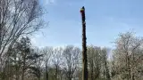 images/0000nieuws/2022/boomverwijderen-wierden/verwijderen-bomen-wierden-hoveniersbedrijf-almelo-160x90-dda