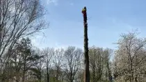 images/0000nieuws/2022/boomverwijderen-wierden/verwijderen-bomen-wierden-hoveniersbedrijf-almelo-210x119-df1
