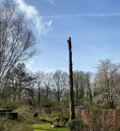 images/0000nieuws/2022/boomverwijderen-wierden/verwijderen-bomen-wierden-hoveniersbedrijf-almelo-390x424-fa9