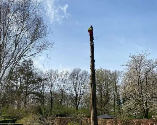 images/0000nieuws/2022/boomverwijderen-wierden/verwijderen-bomen-wierden-hoveniersbedrijf-almelo-530x424-97b