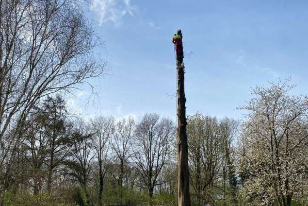 Boom verwijderen Wierden watercipres uit achtertuin 