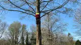 images/0000nieuws/2022/boomverwijderen-wierden/verwijderen-bomen-wierden-hoveniersbedrijf-apeldoorn-160x90-641