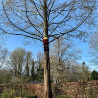 images/0000nieuws/2022/boomverwijderen-wierden/verwijderen-bomen-wierden-hoveniersbedrijf-apeldoorn-200x200-a8d