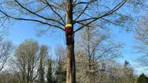images/0000nieuws/2022/boomverwijderen-wierden/verwijderen-bomen-wierden-hoveniersbedrijf-apeldoorn-210x118-93e