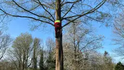 images/0000nieuws/2022/boomverwijderen-wierden/verwijderen-bomen-wierden-hoveniersbedrijf-apeldoorn-257x145-431