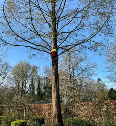 images/0000nieuws/2022/boomverwijderen-wierden/verwijderen-bomen-wierden-hoveniersbedrijf-apeldoorn-390x424-7f8