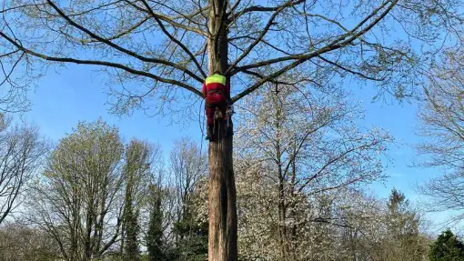 images/0000nieuws/2022/boomverwijderen-wierden/verwijderen-bomen-wierden-hoveniersbedrijf-apeldoorn-510x287-3b2