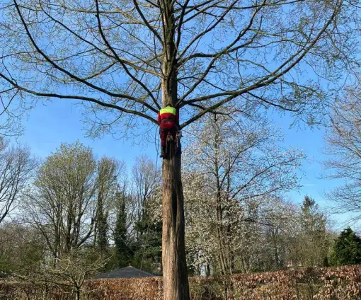 images/0000nieuws/2022/boomverwijderen-wierden/verwijderen-bomen-wierden-hoveniersbedrijf-apeldoorn-510x424-355