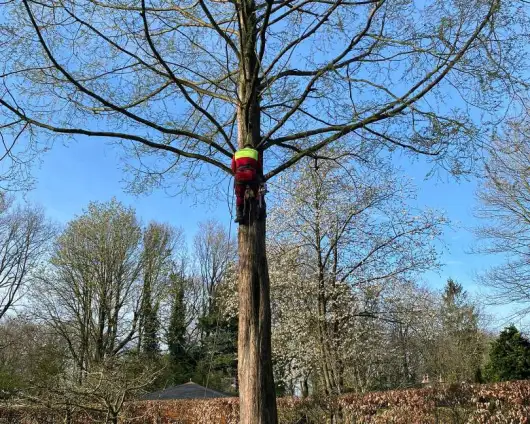 images/0000nieuws/2022/boomverwijderen-wierden/verwijderen-bomen-wierden-hoveniersbedrijf-apeldoorn-530x424-b7c