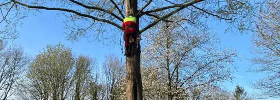 images/0000nieuws/2022/boomverwijderen-wierden/verwijderen-bomen-wierden-hoveniersbedrijf-apeldoorn-550x197-e50