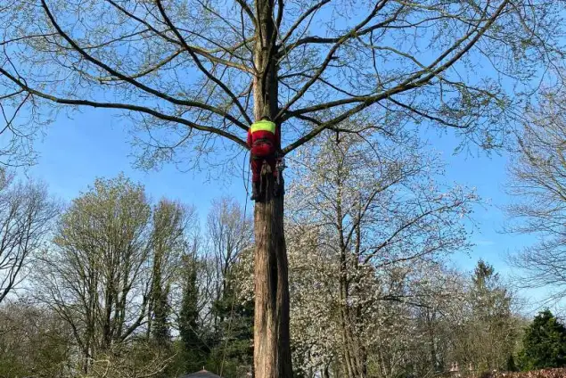 images/0000nieuws/2022/boomverwijderen-wierden/verwijderen-bomen-wierden-hoveniersbedrijf-apeldoorn-635x424-dad