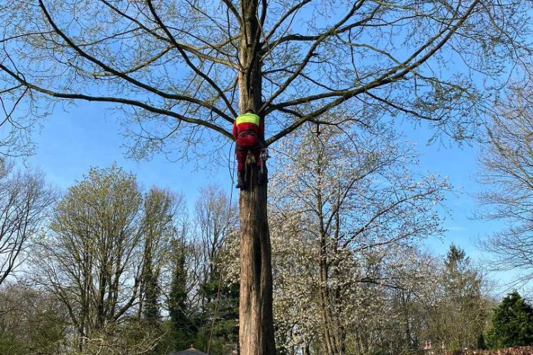 images/0000nieuws/2022/boomverwijderen-wierden/verwijderen-bomen-wierden-hoveniersbedrijf-apeldoorn-750x500-5c1