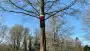 images/0000nieuws/2022/boomverwijderen-wierden/verwijderen-bomen-wierden-hoveniersbedrijf-apeldoorn-90x51-fa5