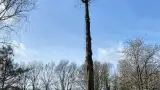 images/0000nieuws/2022/boomverwijderen-wierden/verwijderen-bomen-wierden-hoveniersbedrijf-breda-160x90-d53