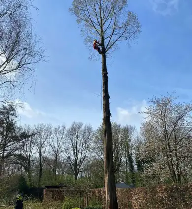 images/0000nieuws/2022/boomverwijderen-wierden/verwijderen-bomen-wierden-hoveniersbedrijf-breda-390x424-13e